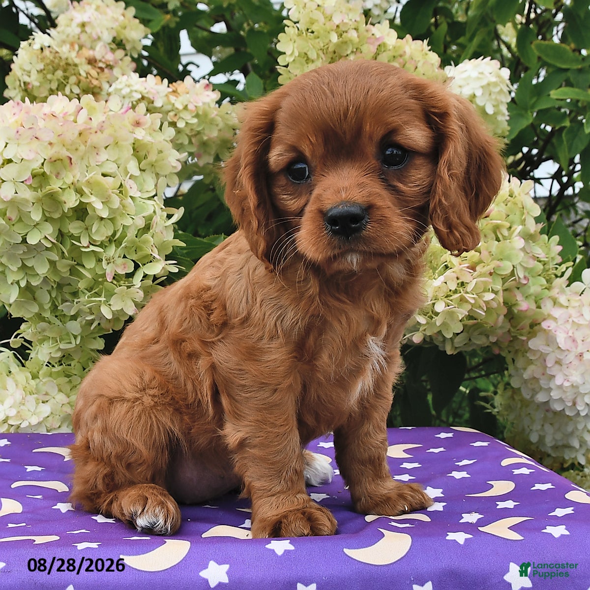 Cavalier King Charles Spaniel dogs Barbie - Ad 1