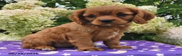 Cavalier King Charles Spaniel dogs for sale: Barbie - Ad 1
