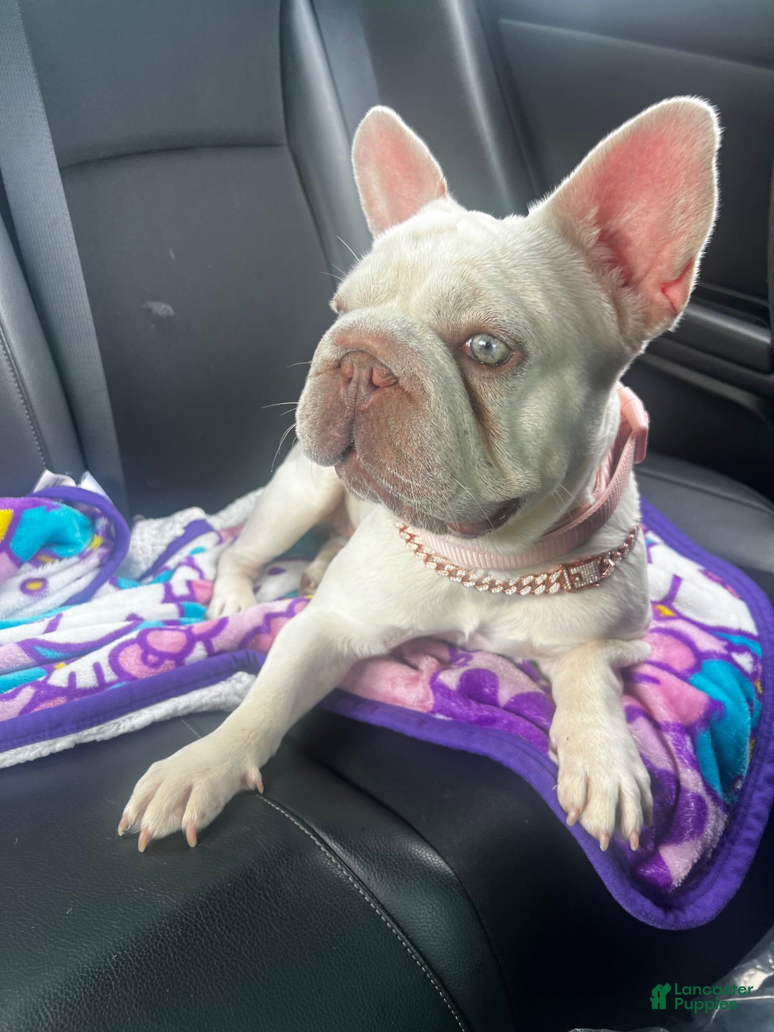 French Bulldog dogs French Bulldog 1 - Ad 2