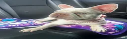 French Bulldog dogs for sale: French Bulldog 3 - Ad 2