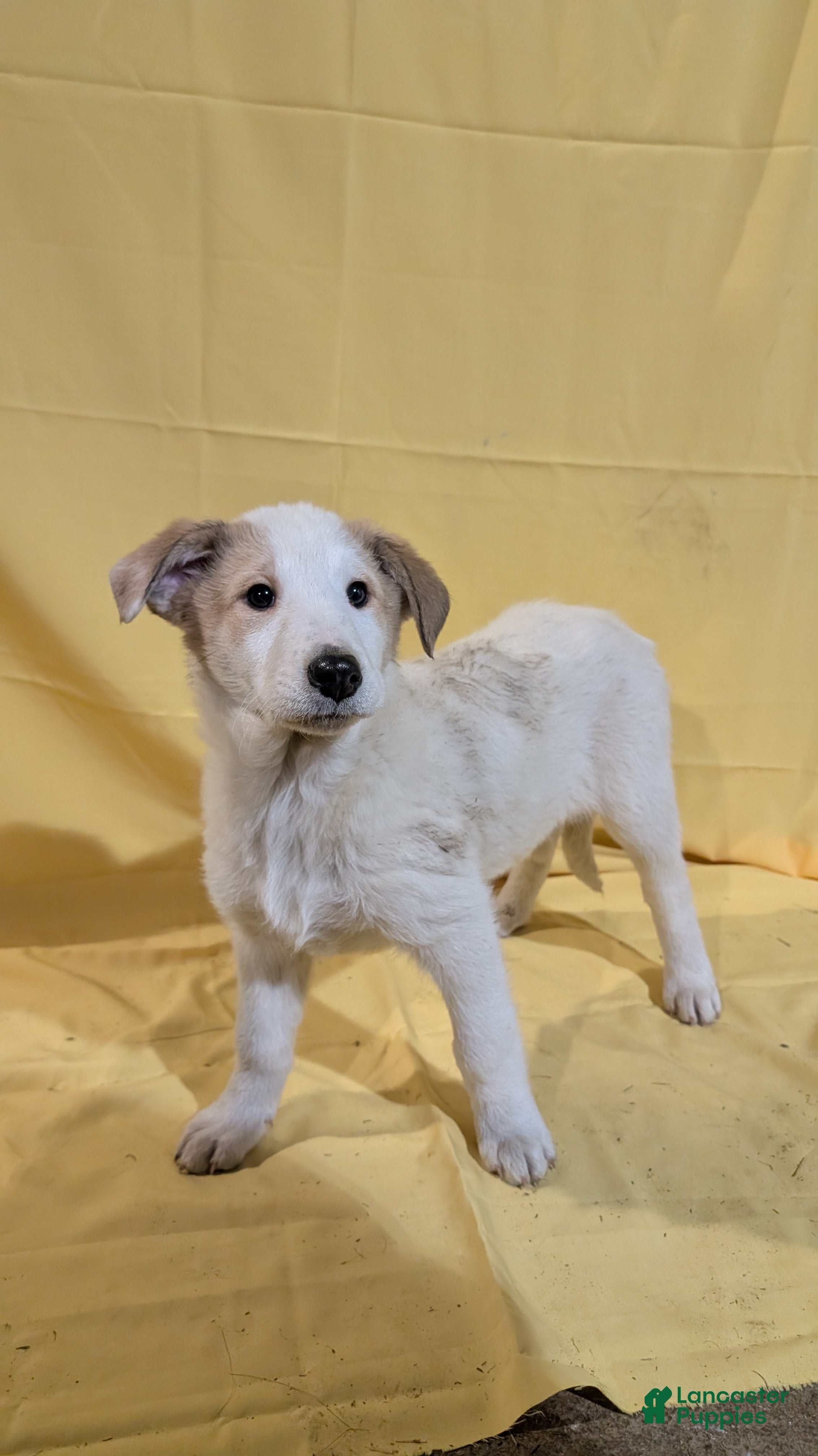 Mixed Breed dogs for sale: Mixed Breed Puppy 7 - Ad 3