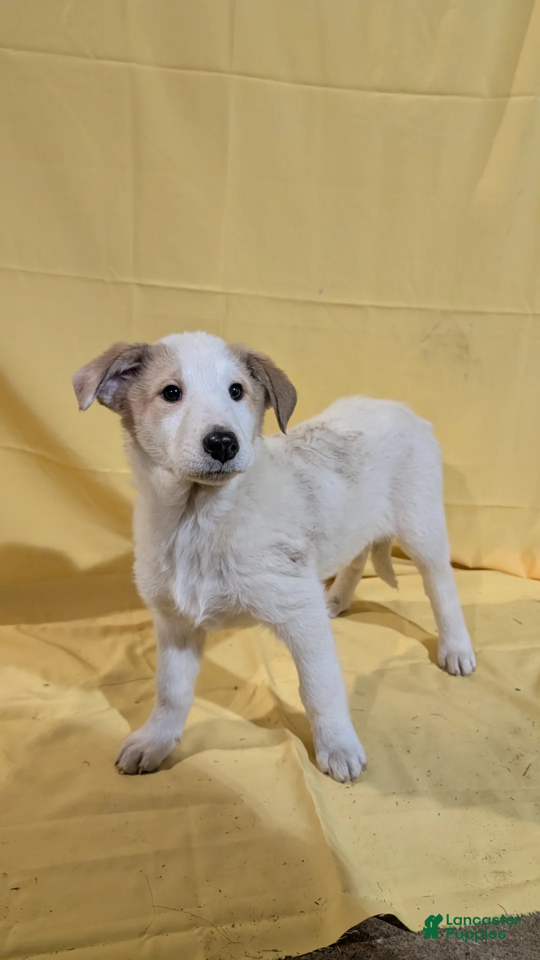 Mixed Breed dogs for sale: Mixed Breed Puppy 7 - Ad 1