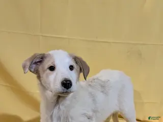 Mixed Breed dogs Mixed Breed Puppy 7 - Ad 39