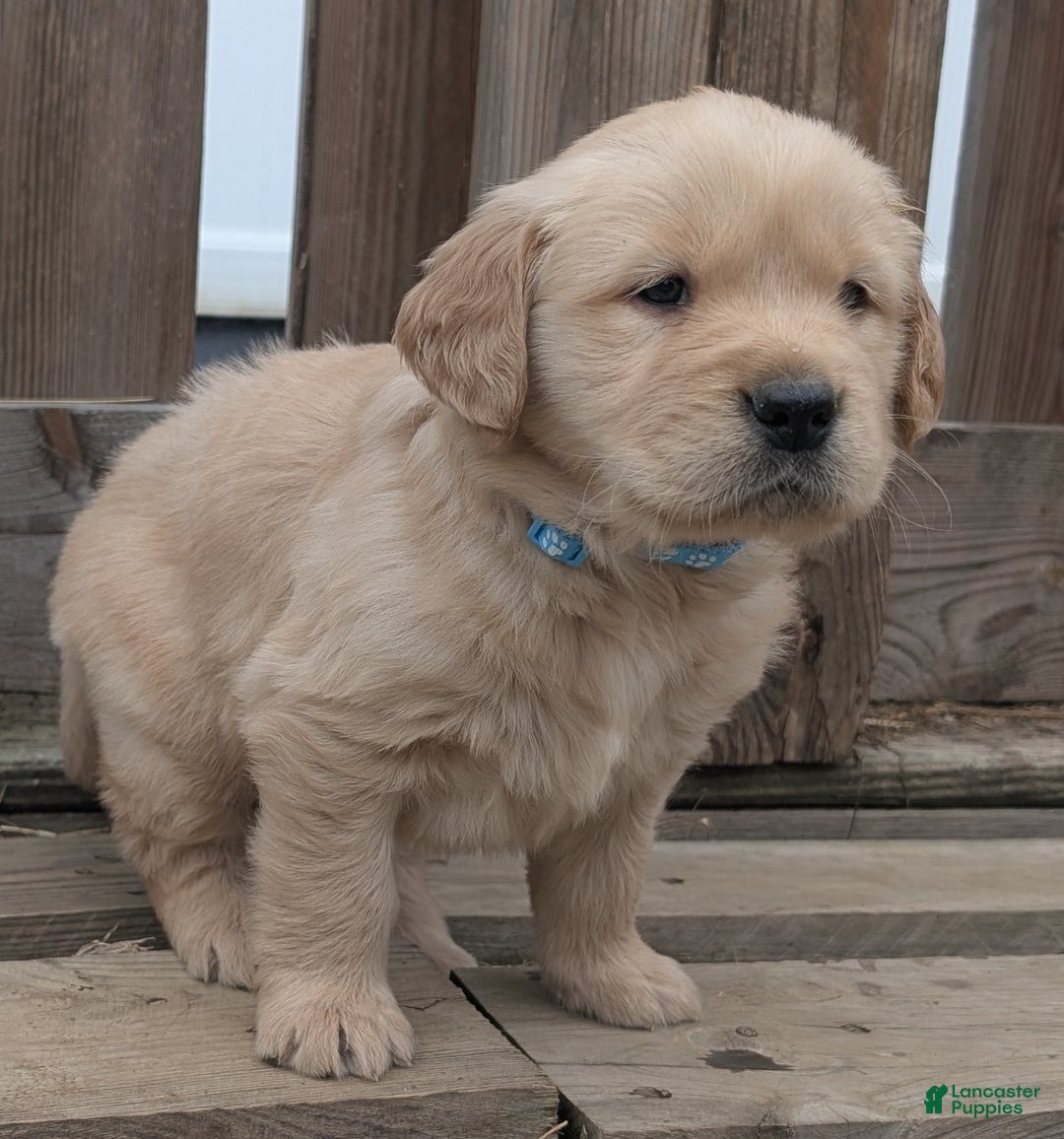 Golden Retriever dogs for sale: Rocky - Ad 4