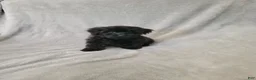 Yorkiepoo dogs for sale: Yorkiepoo 1 - Ad 1