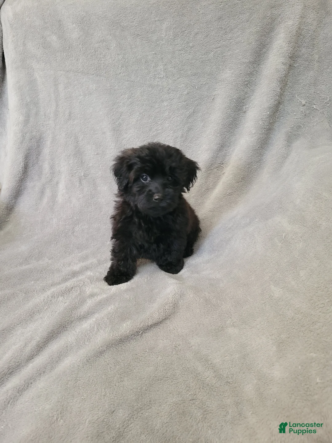 Yorkiepoo dogs for sale: Yorkiepoo 1 - Ad 1