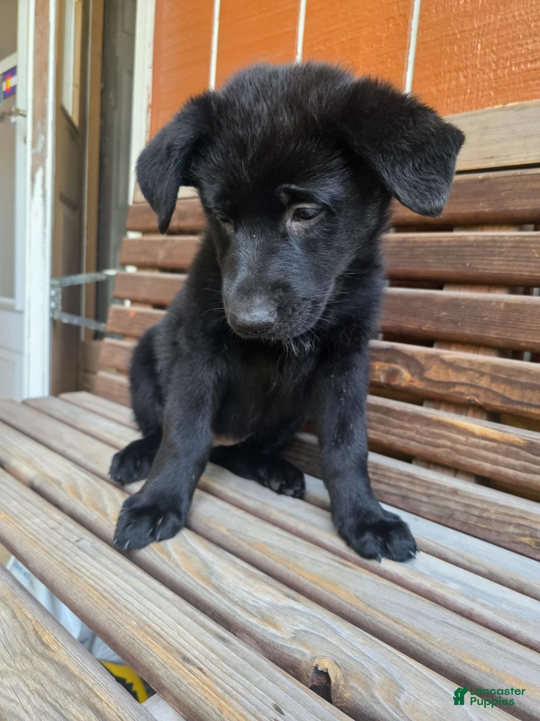 German Shepherd dogs for sale: German Shepherd - Female - Ad 2
