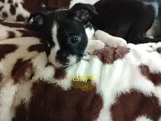 Boston Terrier dogs Boston Terrier Puppy 5 - Ad 35