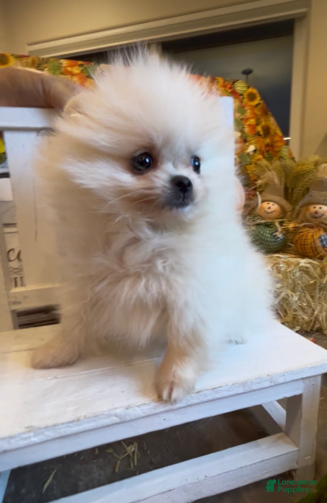 Pomeranian dogs for sale: Lynette AKC Registered full rights  - Ad 39