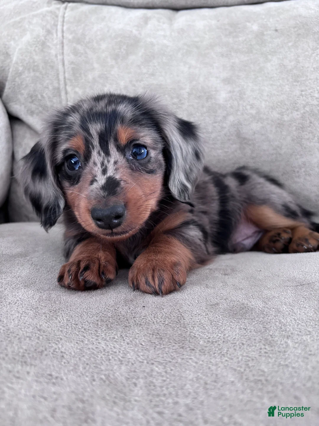 Miniature Dachshund dogs for sale: Rex - Ad 4