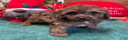 Cockapoo dogs for sale: Sparkle - Ad 4