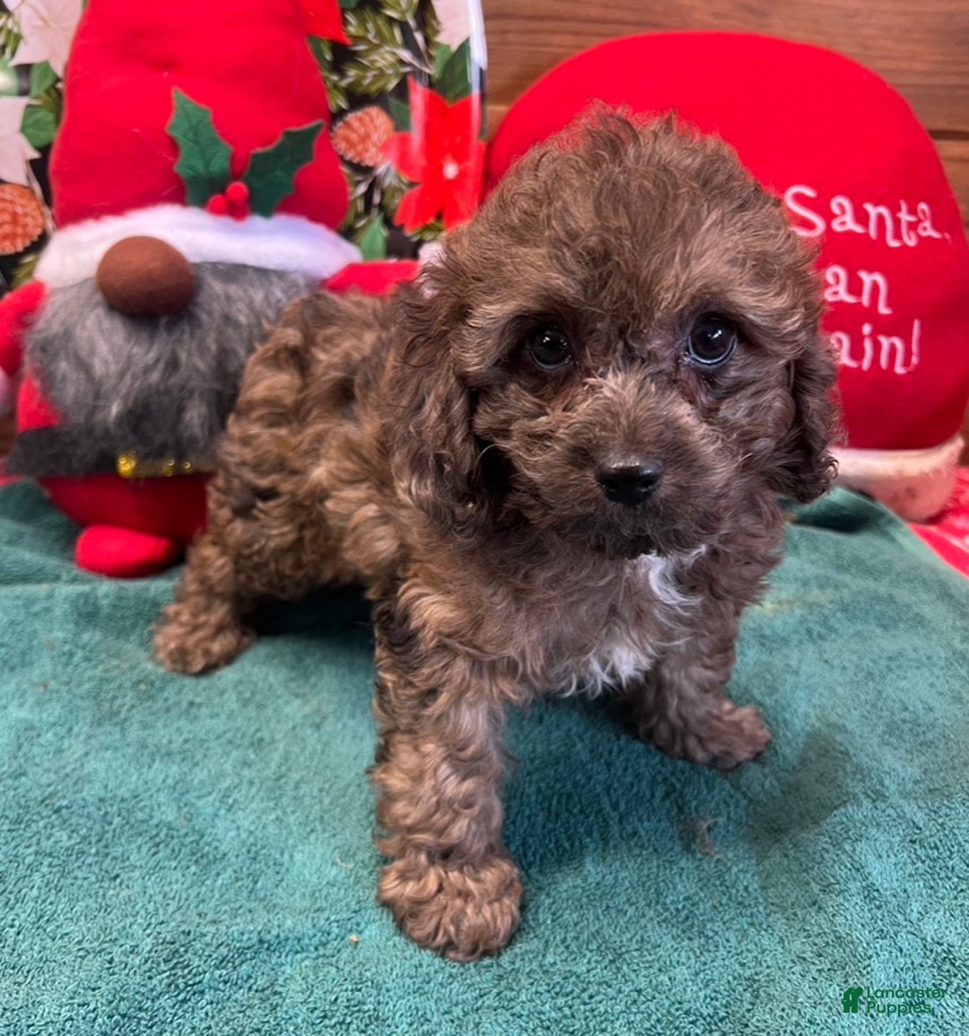 Cockapoo dogs for sale: Sparkle - Ad 4