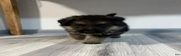 German Shepherd dogs for sale: Bella - Ad 2
