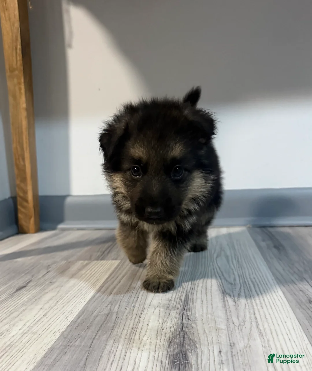 German Shepherd dogs for sale: Bella - Ad 2
