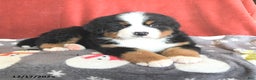 Bernese Mountain Dog dogs for sale: Bear - Ad 5