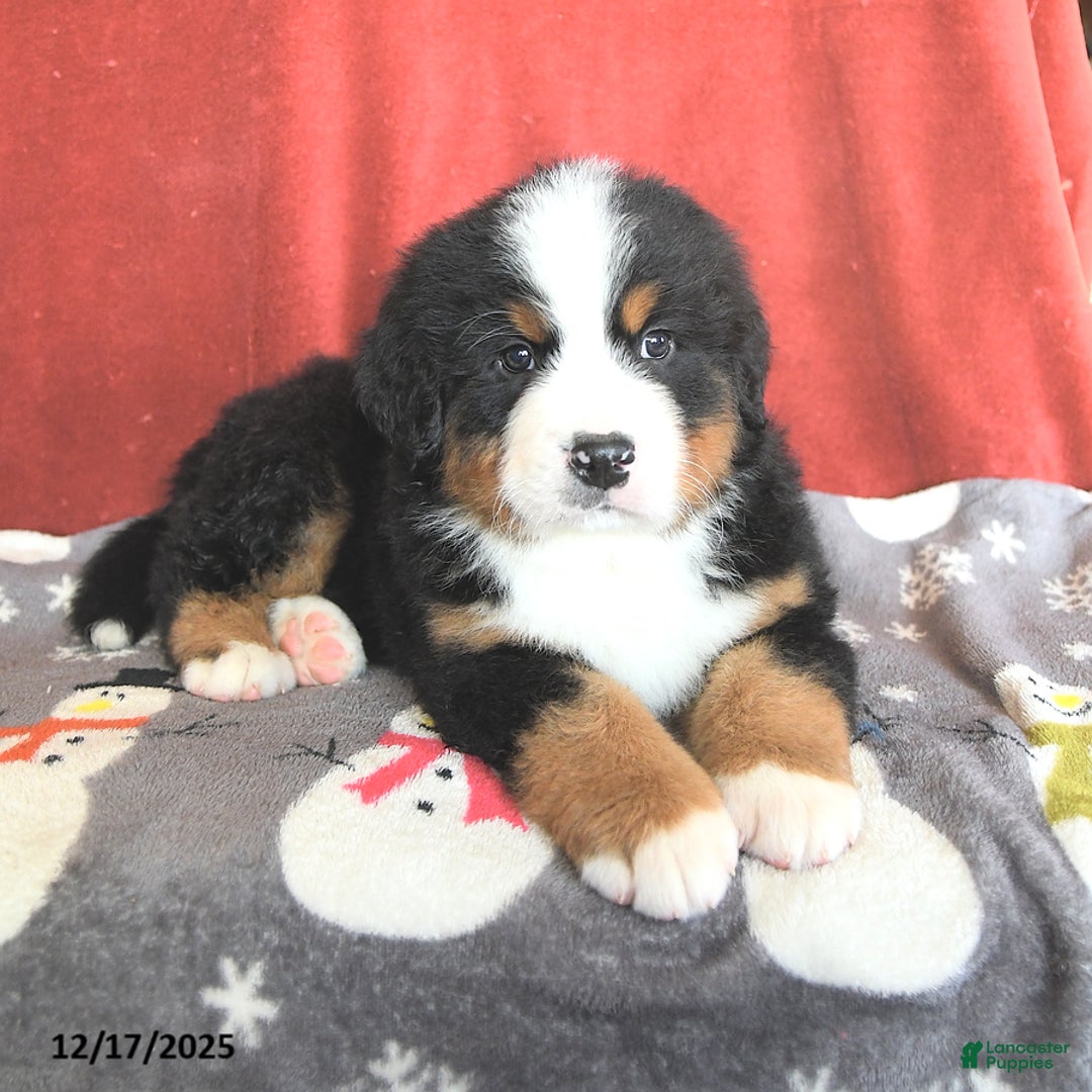 Bernese Mountain Dog dogs for sale: Bear - Ad 5