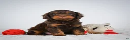Cavapoo dogs for sale: Nalin - Ad 5