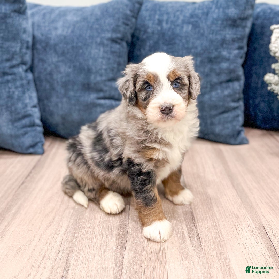 Mini Bernedoodle dogs for sale: Wally - Ad 7