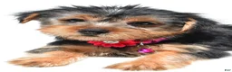 Yorkshire Terrier dogs for sale: Belle - Ad 6