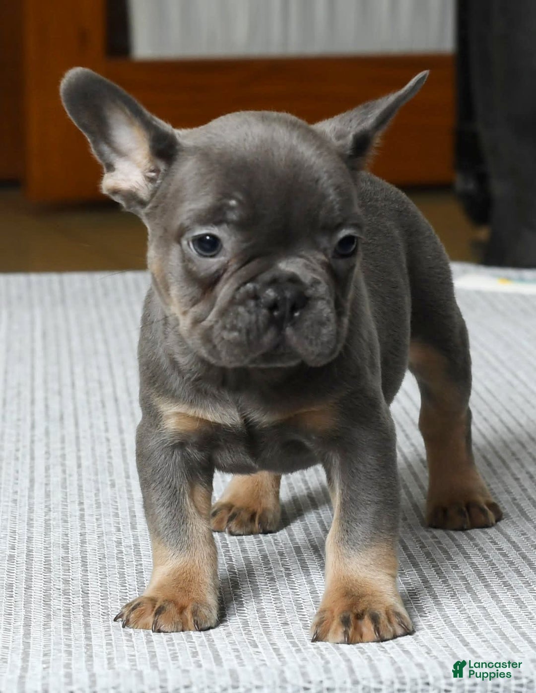 French Bulldog dogs for sale: Shawn - Ad 7