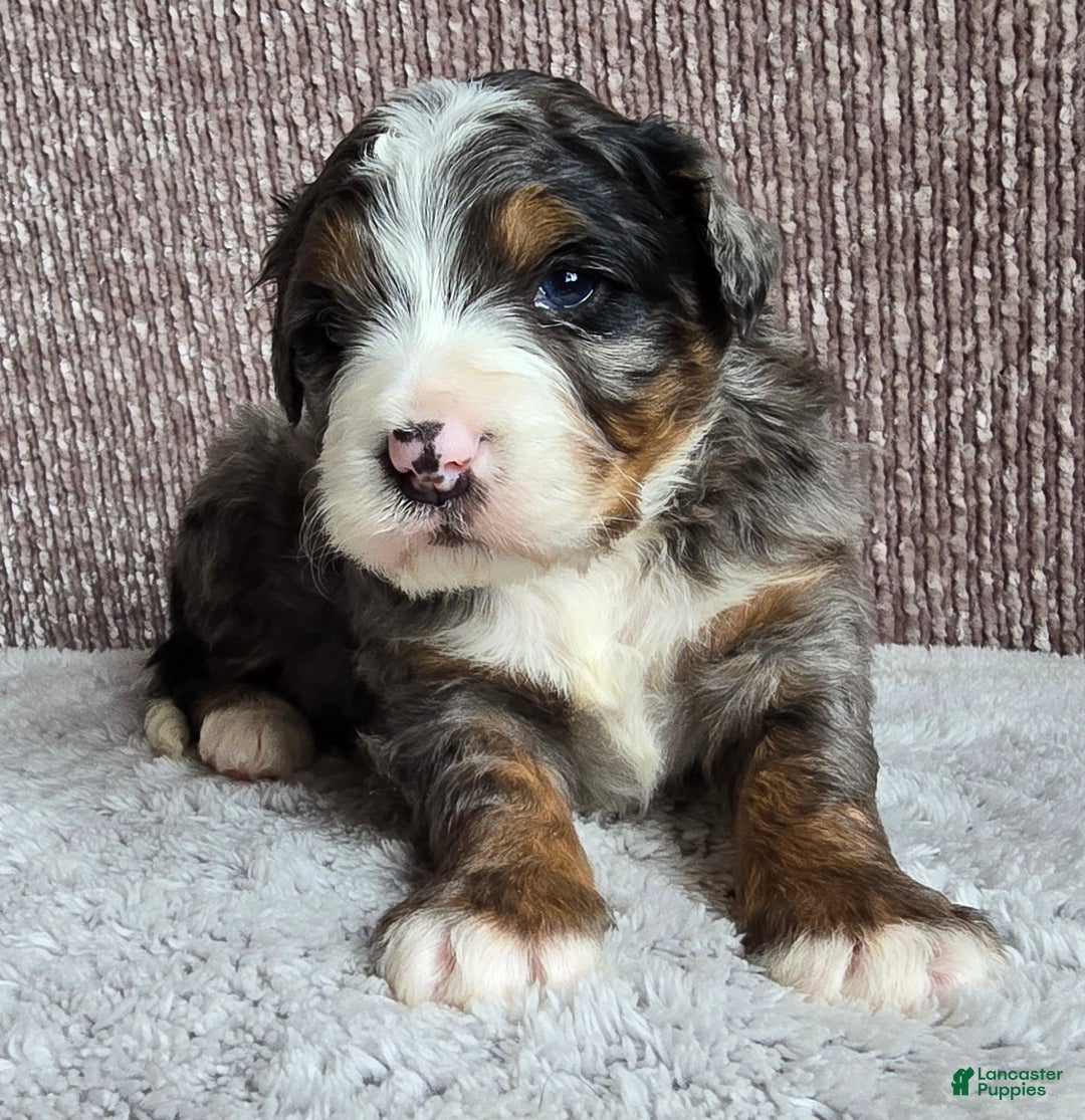 Mini Bernedoodle dogs for sale: Mini Chief - Ad 13
