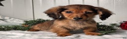 Miniature Dachshund dogs for sale: Darling  - Ad 3