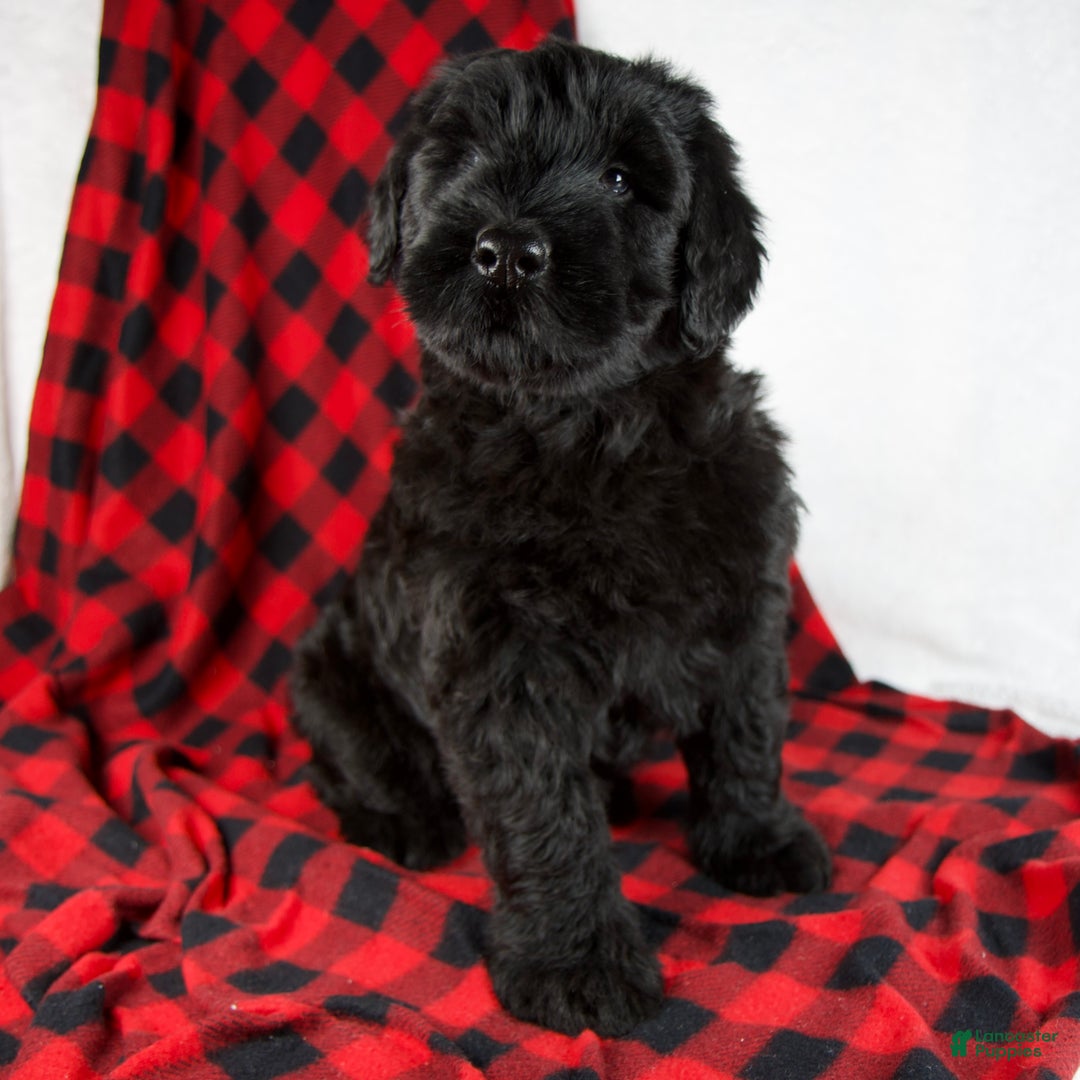 Giant Schnauzer dogs for sale: Alayna - Ad 6