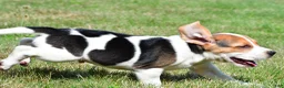 Beagle dogs for sale: Ronnie - Ad 6