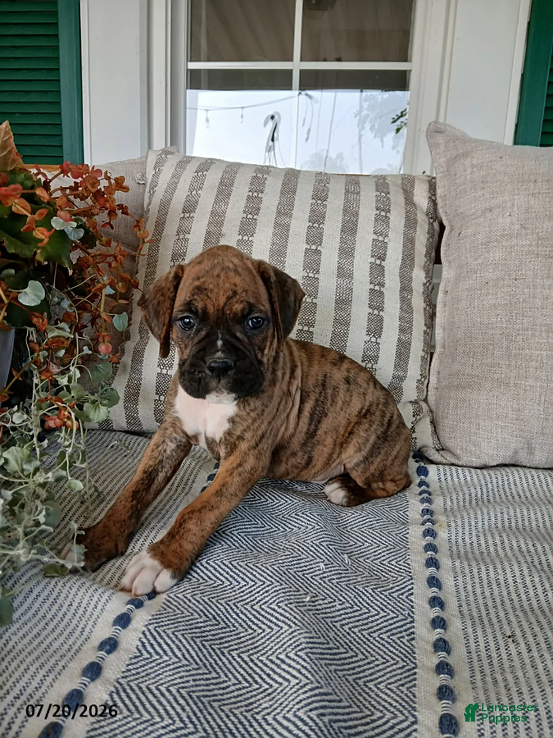 Boxer dogs for sale: Cyrus - Ad 1