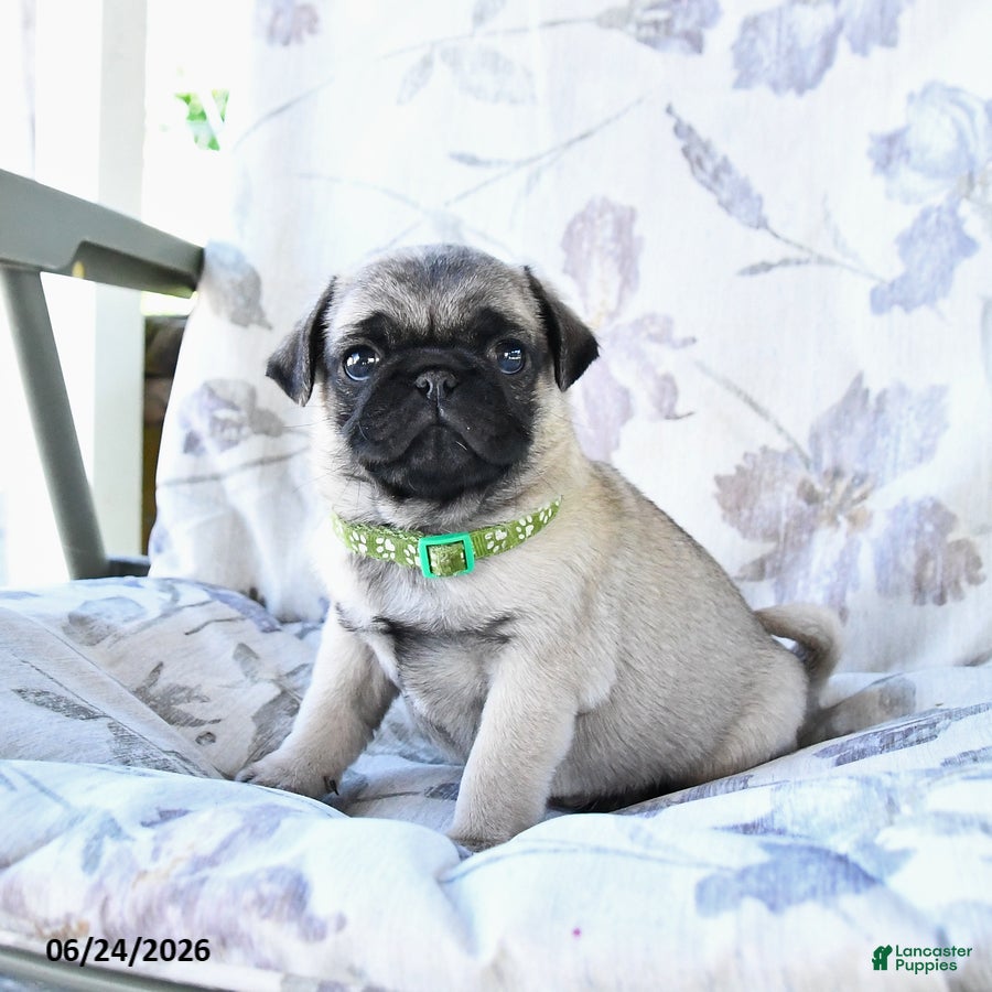 Pug dogs Wayne - Ad 1