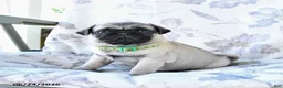 Pug dogs for sale: Wayne - Ad 1