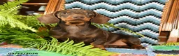 Miniature Dachshund dogs for sale: Lana - Ad 2