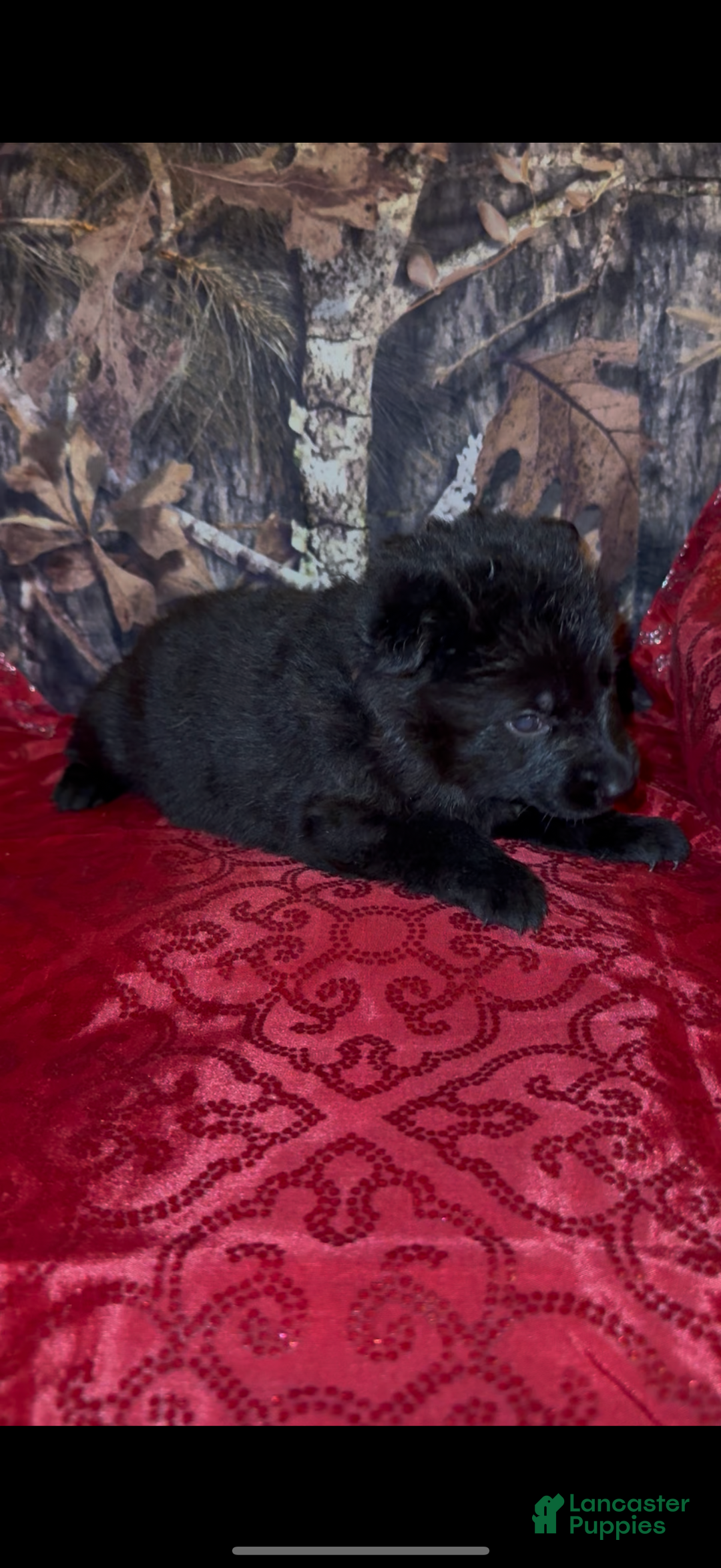 German Shepherd dogs for sale: Sussie B - Ad 9