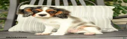 Cavalier King Charles Spaniel dogs for sale: Kentucky - Ad 4