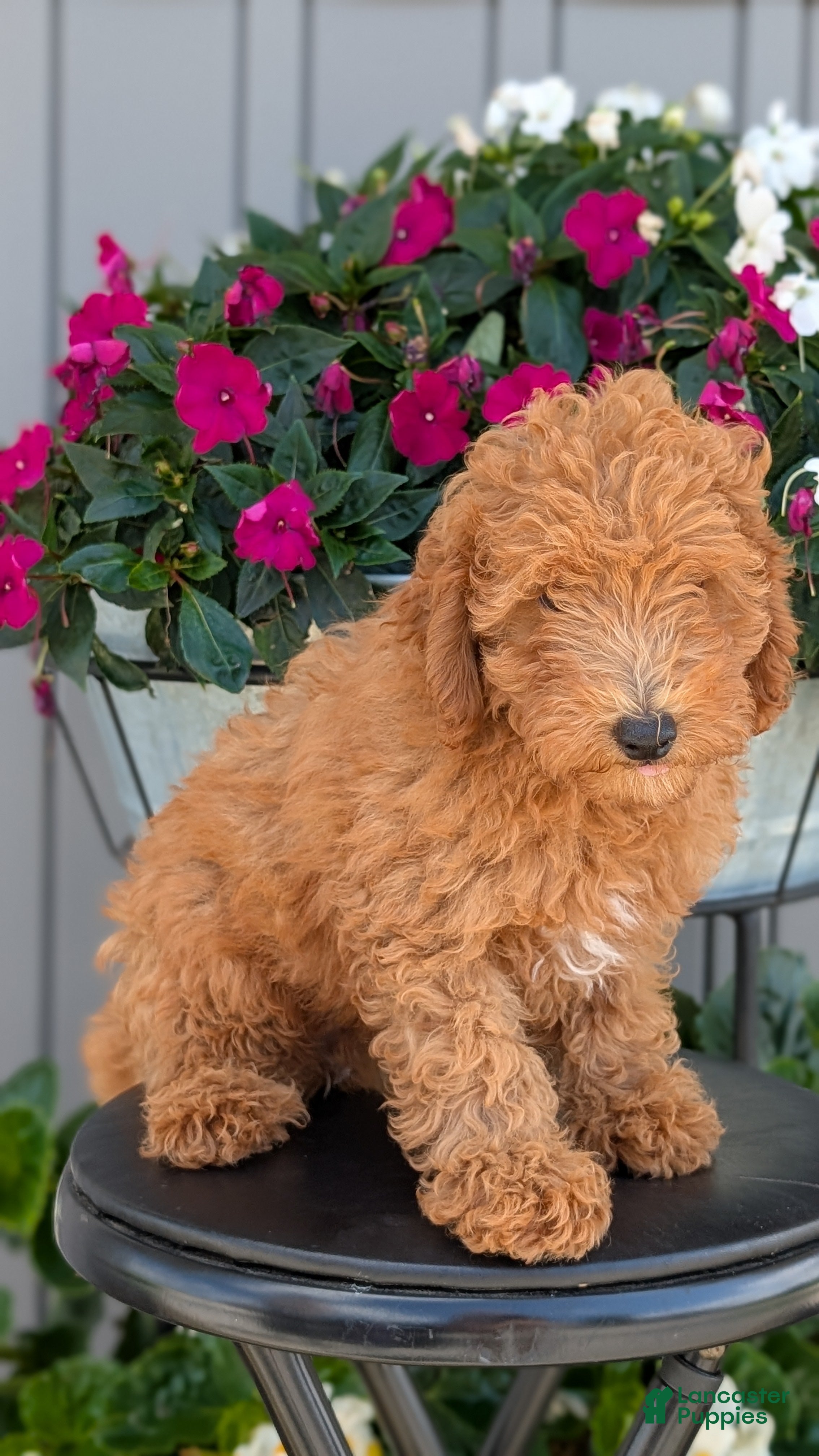 Toy Poodle dogs Tommy - Ad 2