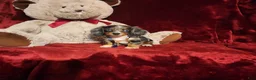 Miniature Dachshund dogs for sale: HUCKLEBERRY  - Ad 3