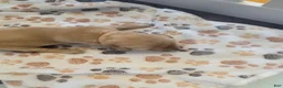 Golden Retriever dogs for sale: Light Pink - Ad 1