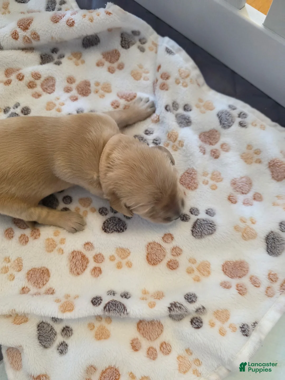 Golden Retriever dogs for sale: Light Pink - Ad 1