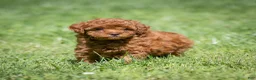 Miniature Poodle dogs for sale: Kayla Miniature Poodle  - Ad 4