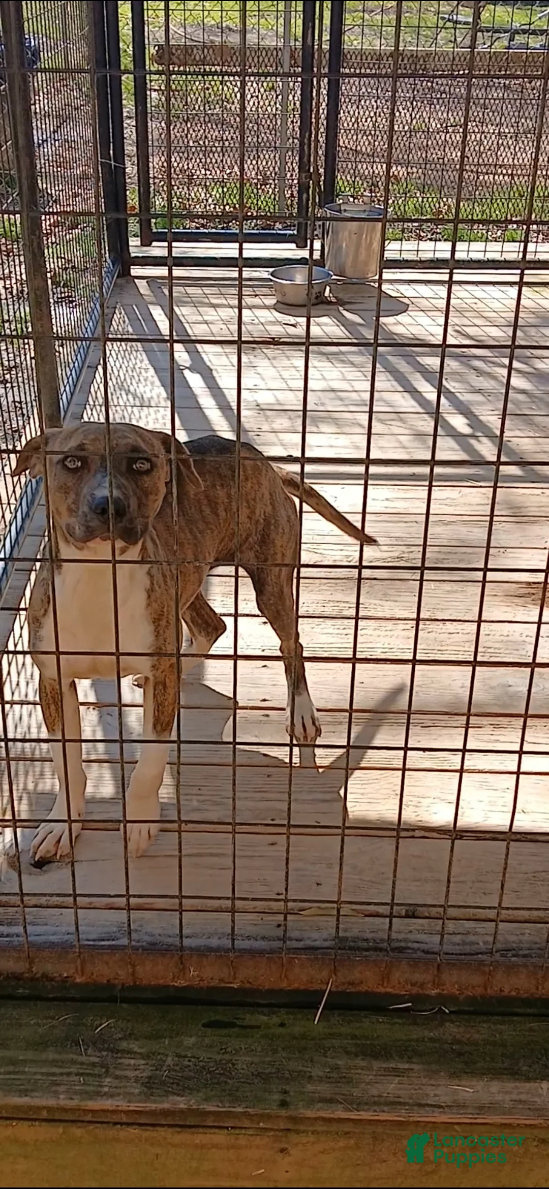 American Pit Bull Terrier dogs for sale: American Pit Bull Terrier Puppy 1 - Ad 4