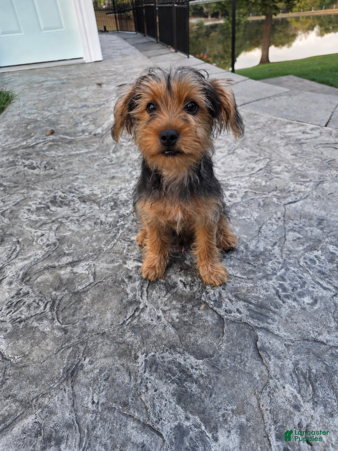 Yorkshire Terrier dogs Snoppy - Ad 2