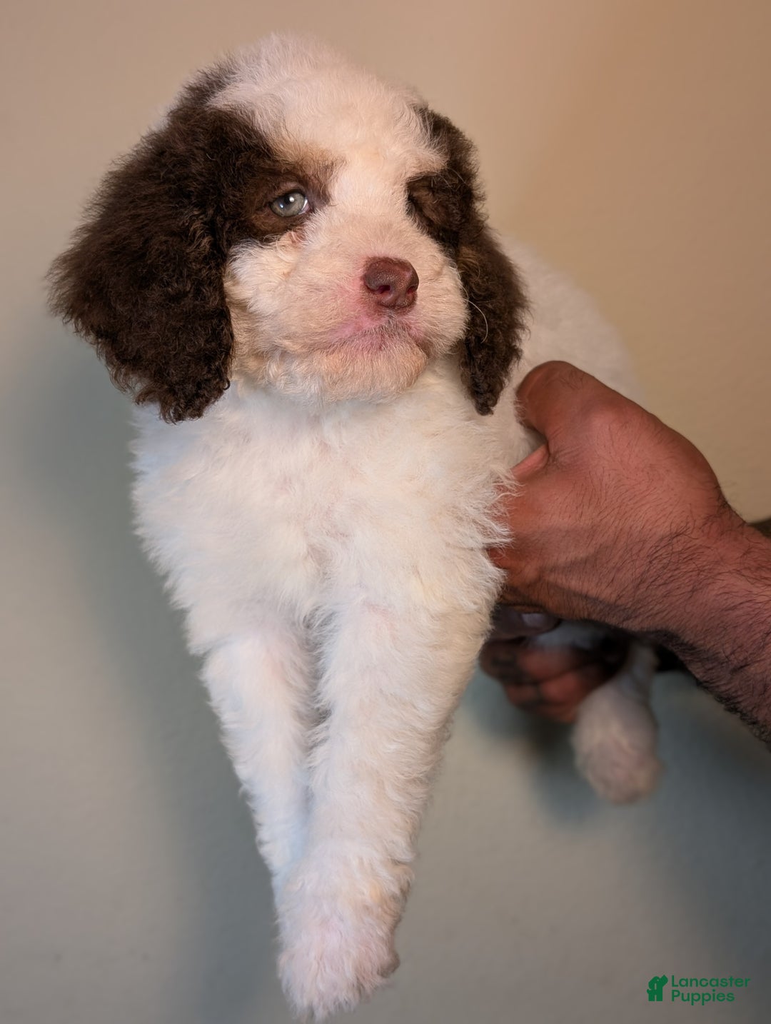 Mixed Breed dogs for sale: SUSHI - Ad 5