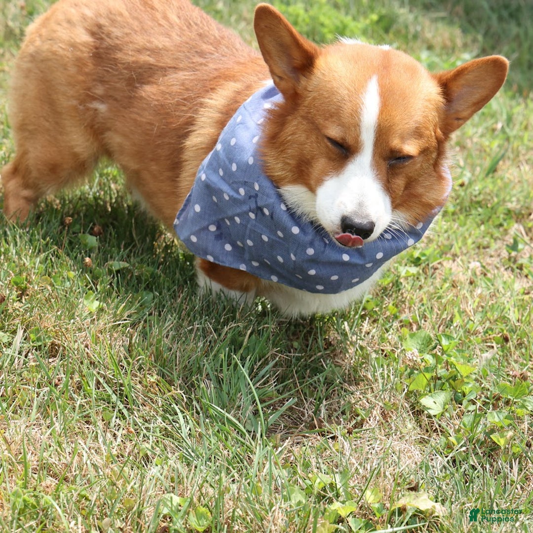 Welsh Corgi Pembroke dogs for sale: Honey - Ad 38