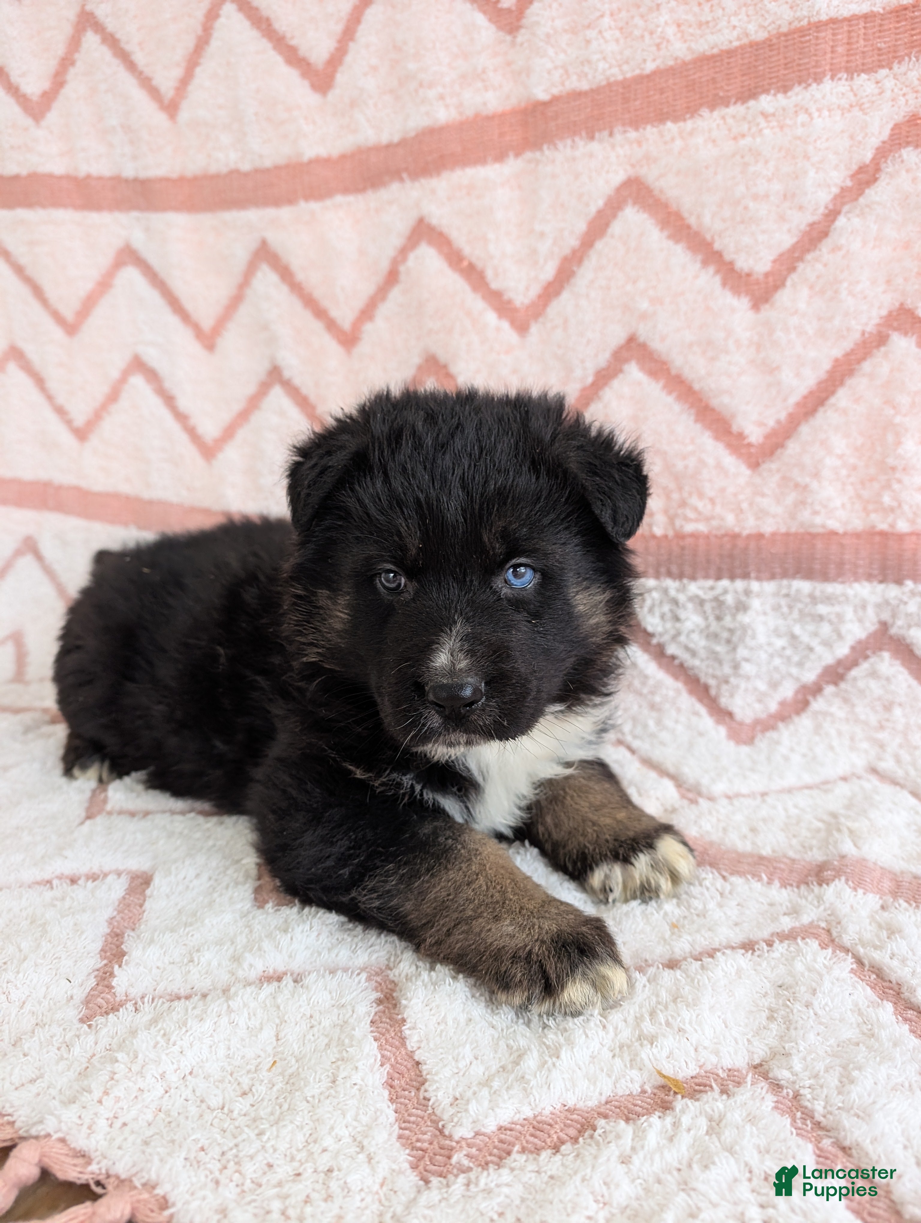 Gerberian Shepsky dogs Bentley  - Ad 2