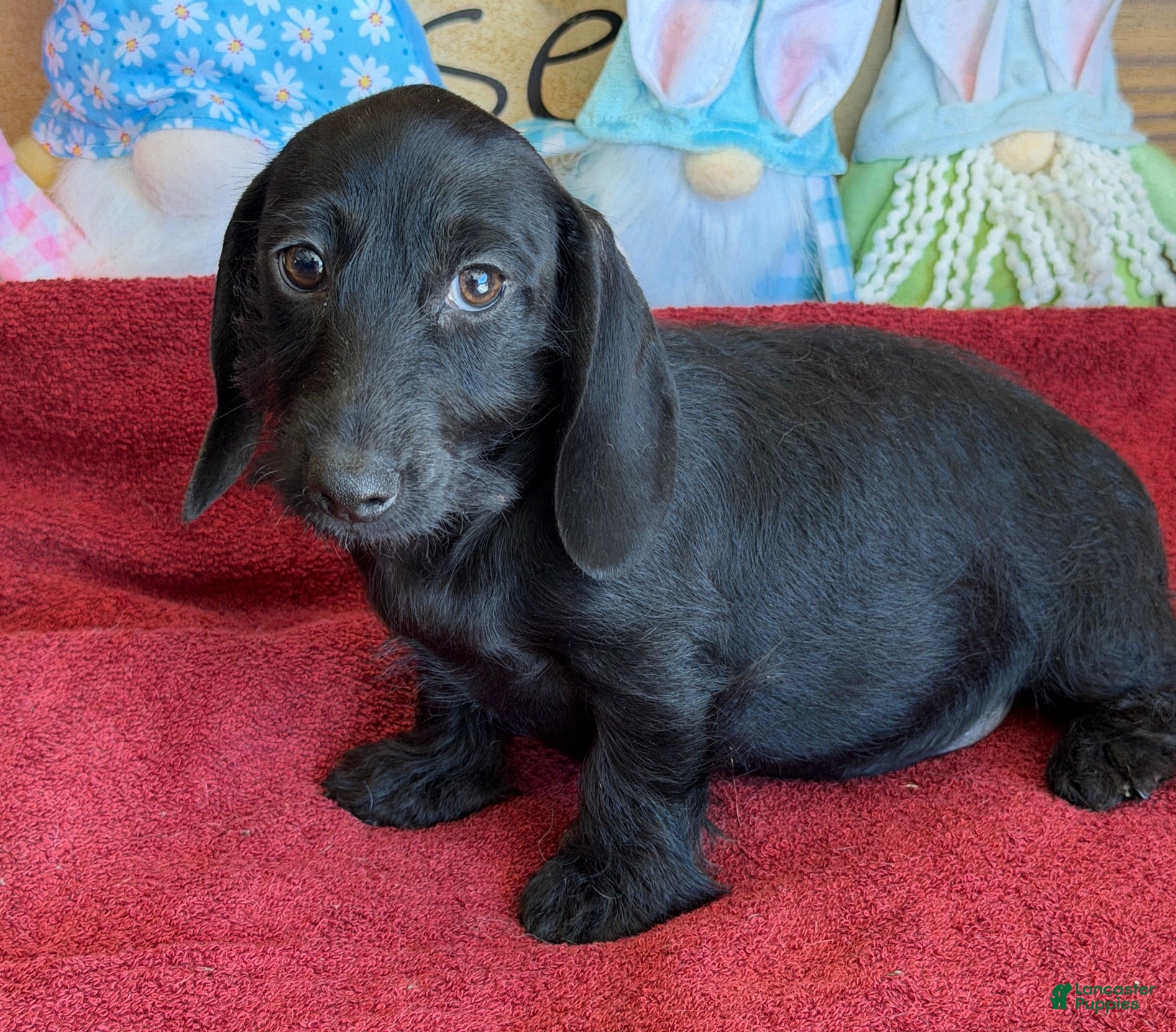 Dachshund dogs Missy - Ad 33
