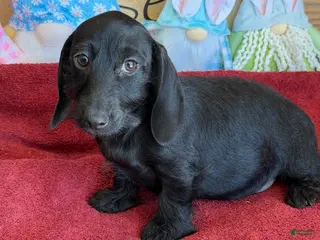 Dachshund dogs Missy - Ad 33