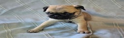 Pug dogs for sale: Fannie - Ad 14