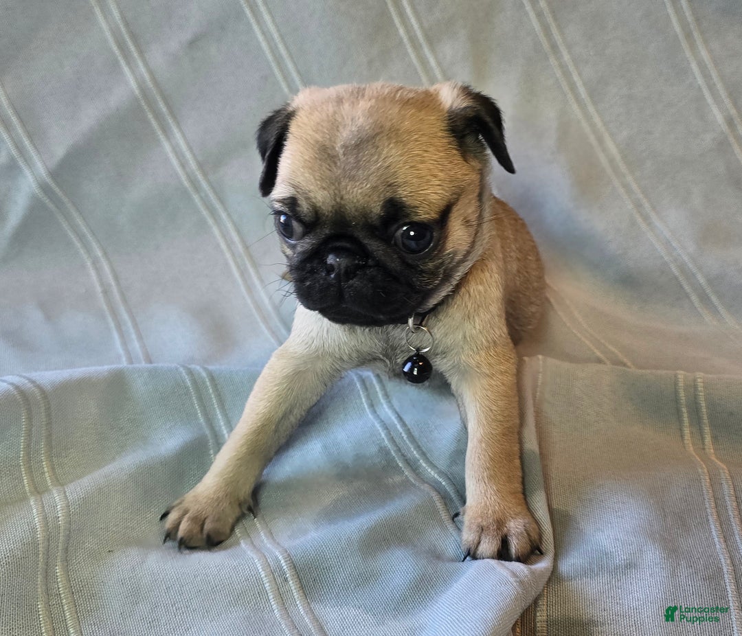 Pug dogs for sale: Fannie - Ad 14