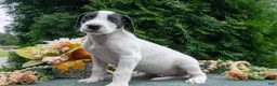 Great Dane dogs for sale: Sheba - Ad 3