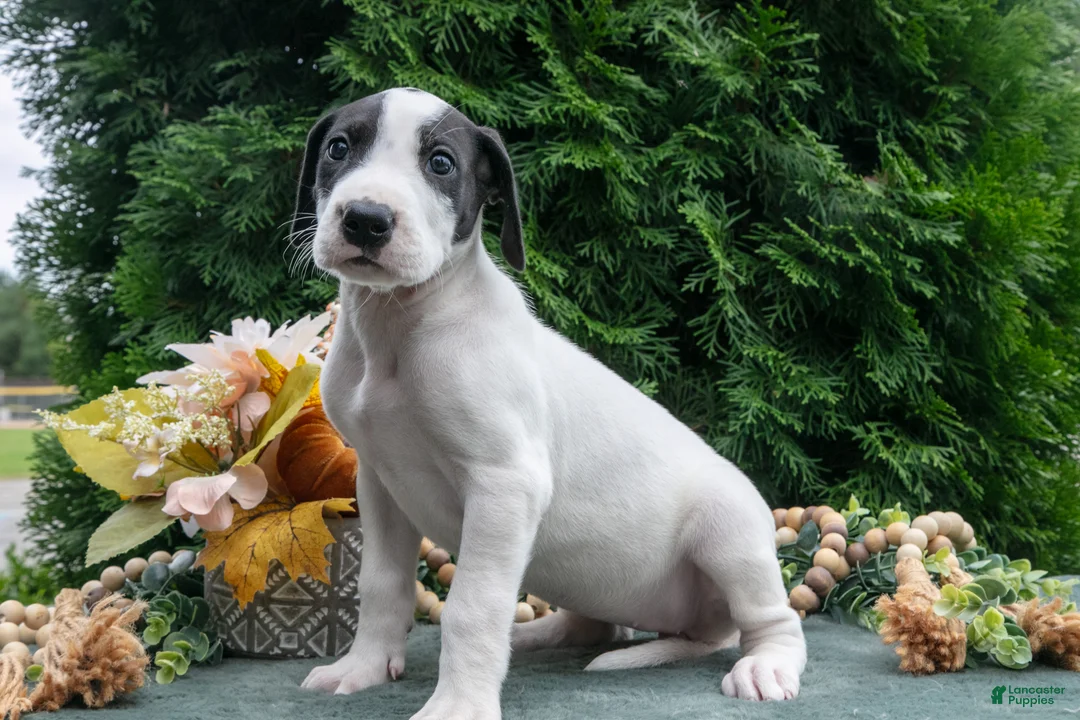 Great Dane dogs for sale: Sheba - Ad 3